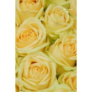 Yellow Roses Notes: Wide Ruled, Blank Notebook, Pocket Size, Glossy Cover Design on Front and Back, 6 X 9 Inches