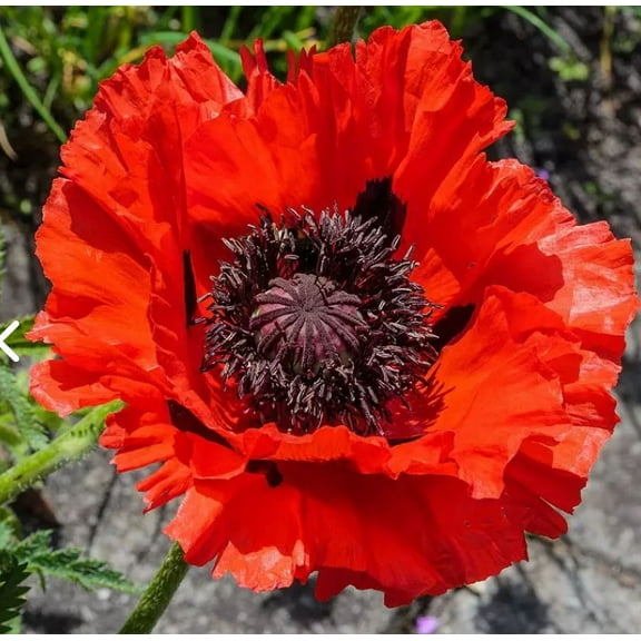 Mother Nature's Seeds 500 Oriental Poppy Plant Seeds, Red Blooms