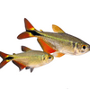 Buenos Aires Tetra Unsexed