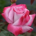 thumbnail image 2 of Own-Root One Gallon Paradise™ Hybrid Tea Rose by Heirloom Roses, 2 of 3