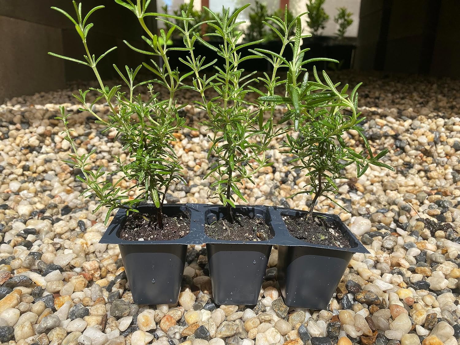 3 Creeping Rosemary Plants, Rosmarinus Officinalis 'Prostratus', Thriving in 2.5" Nursery Cubes