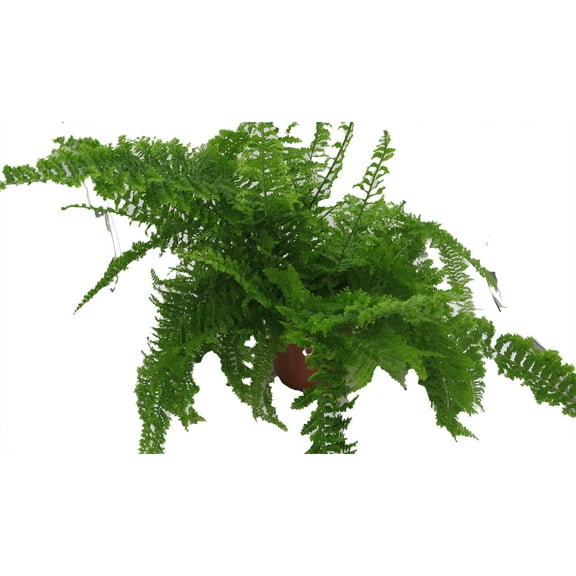 Ruffles™ Chocolate Coral Bells - Heuchera - Fragrant - Shade Perennial - Gallon Pot