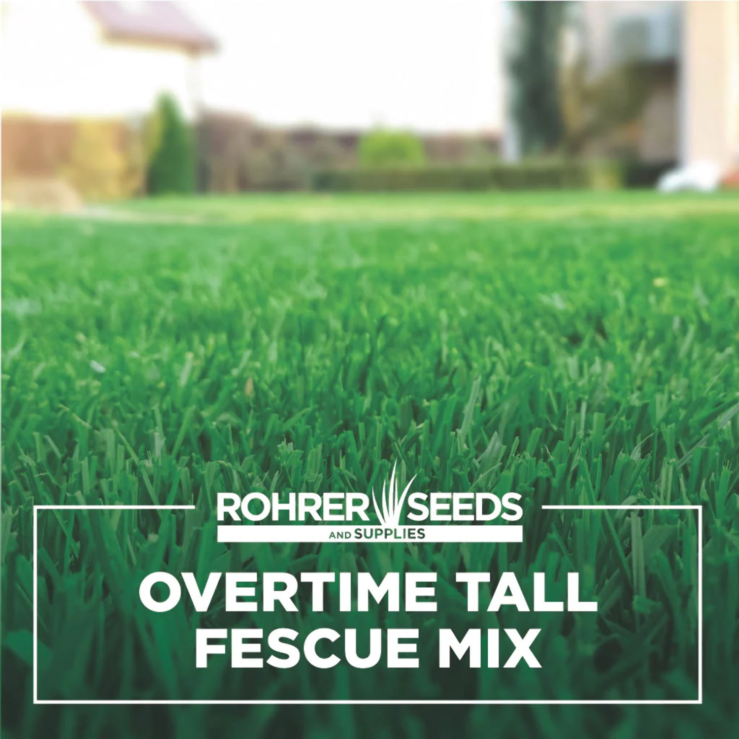 Overtime Tall Fescue Grass Seed A Drought Resistant, Deep Rooting
