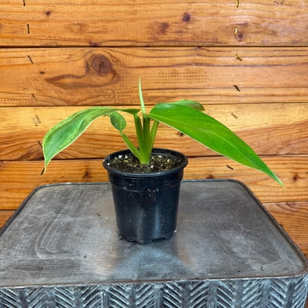 Philodendron Jose Buono, 4" Plant, The Plant Farm