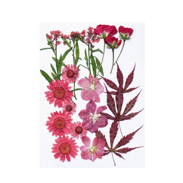 KLKCMS Dried Pressed Flowers Craft Making Beautiful Real Dried Flowers for Scrapbooking Maple