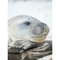thumbnail image 2 of Zwick, Martin 15x18 Black Ornate Wood Framed with Double Matting Museum Art Print Titled - Southern elephant seal male-after harem and breeding season on the Falkland Islands, 2 of 4
