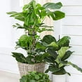 thumbnail image 3 of THWXA 15.7in Transparent PET Moss Pole Pentagonal Climbing Plant Support, 3 of 8