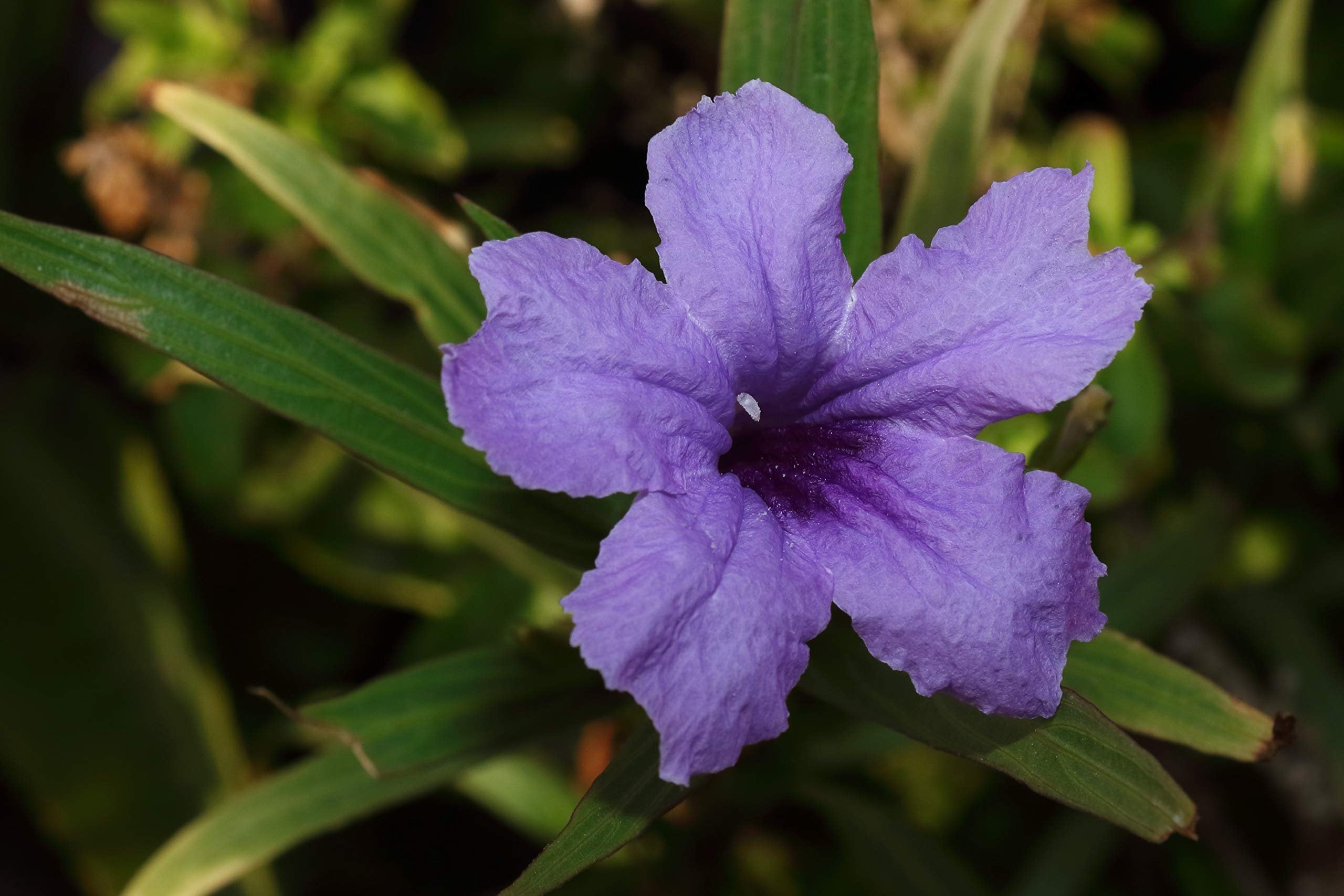 Mexican Petunia  10 Live Plants  Ruellia Tweediana 'Purple Showers'  Fast Growing Perennial Plants  Vibrant Purple Blooms for Landscaping