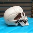 thumbnail image 5 of Pompotops Up to 50% off! Halloween Skeletons Plastic Realistic Fake Simulation Human Skull HeadBone Model Halloween Prop Realistic Mini Skeleton Spooky Halloween Decoration, 5 of 9