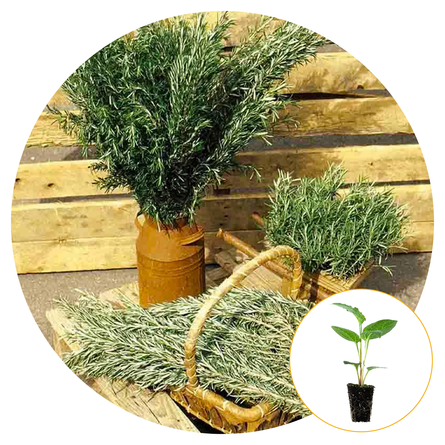 Ferry-Morse Plantlings Rosemary Barbecue Live Plants 4in. Pot, 2 Pack
