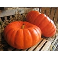 thumbnail image 6 of TomorrowSeeds - Cinderella Pumpkin Seeds - 40+ Count - For 2026 Planting Rouge Vif D'Etampes, 6 of 11