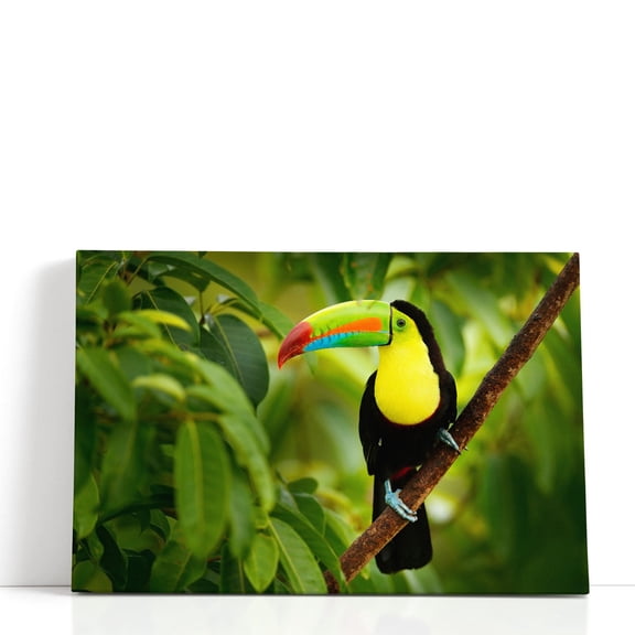 Keel-billed Toucan Bird Sitting on a Branch - Wrapped Canvas Print Wall Art | 18" W x 12" H