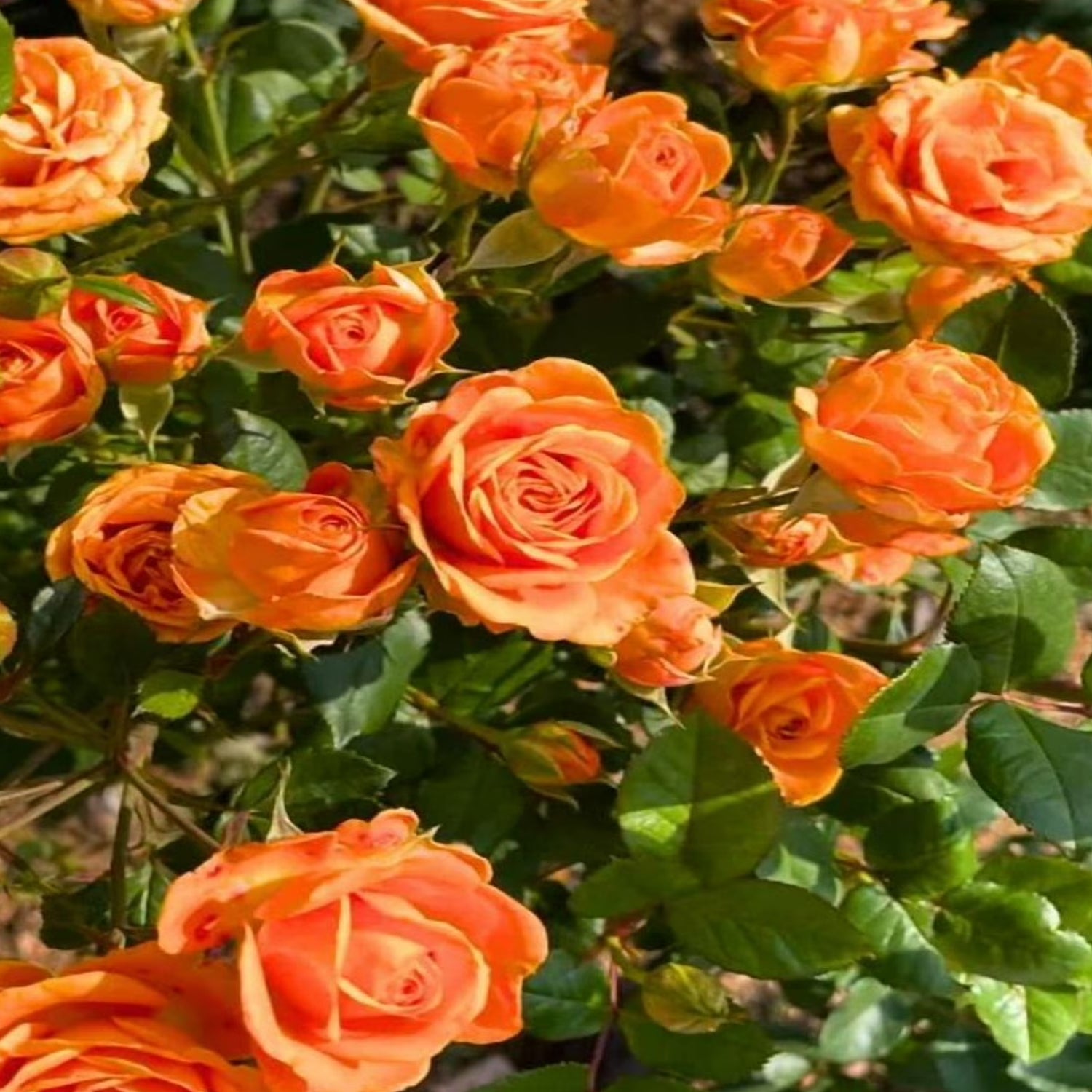 =Expert Gardener 12-18" Showpiece™ Orange Fragrant Shrub Rose with Orange Flowers Live Tree in 1 gal. Grower Pot