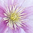 thumbnail image 2 of Murdock, Ramona 12x12 Gold Ornate Wood Framed with Double Matting Museum Art Print Titled - Clematis, 2 of 4