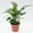 3 Plants, variant on Calathea Freddie - Live Plant in a 4 Inch Growers Pot - Calathea Concinna 'Freddie' - Beautiful and Elegant Easy Care Indoor Houseplants from The Nursery