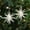 A, variant on Upgraded&nbsp;Christmas Decoration Hanging Christmas Tree Decoration Hanging Champagne Color White Transparent Exploding Star Z