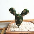 thumbnail image 6 of 1Pc Faux Succulents/Artificial Cactus/Simulation Cacti Potted Plants Home Bonsai Decor Garden Greenery Foam Artificial Cactus Succulent Tropical Plant Bonsai Desk Home Party Decor, 6 of 8