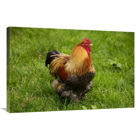 24 x 36 in. Domestic Chicken, Partridge Brahma, Cockerel, Standing on Grass Art Print - Gerard Lacz