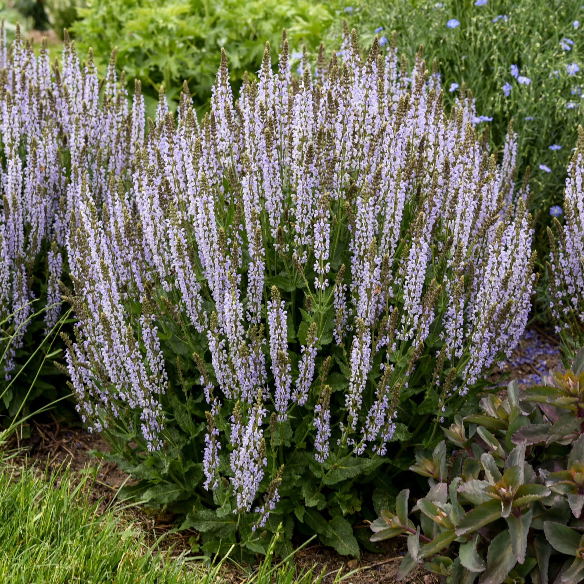 Proven Winners 6" Blue Profusion 'Perfect Profusion' Perennial Salvia Live Plant in 6.5" Pot