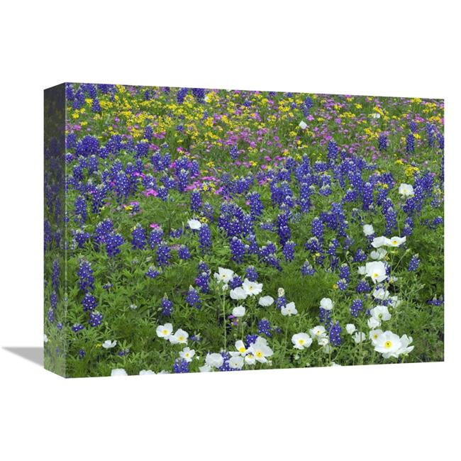 12 x 16 in. Prickly Poppy, Pointed Phlox & Squaw-Weed ...