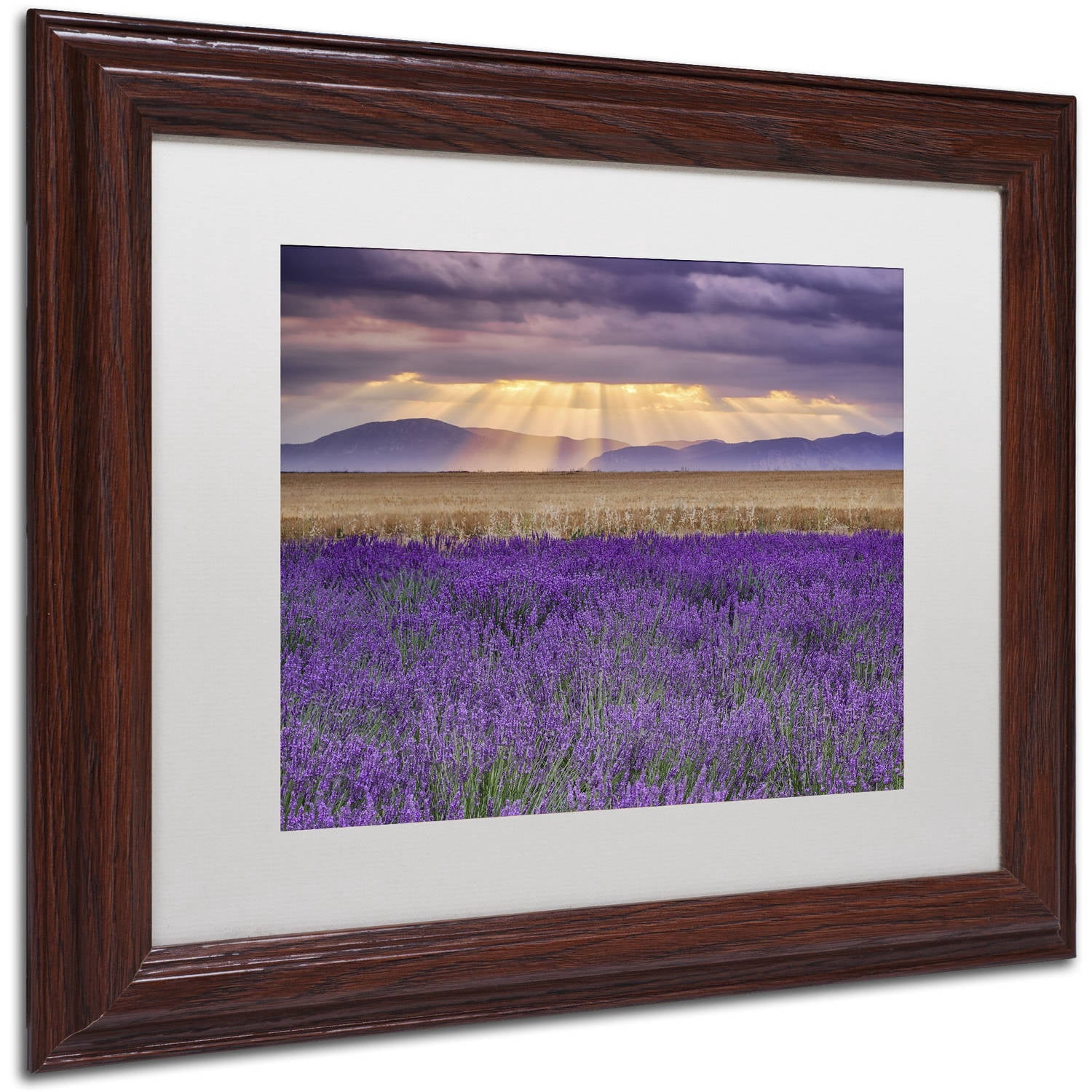 Trademark Fine Art "Lavender Sunbeams" Canvas Art by Michael Blanchette Photography White Matte, Wood Frame