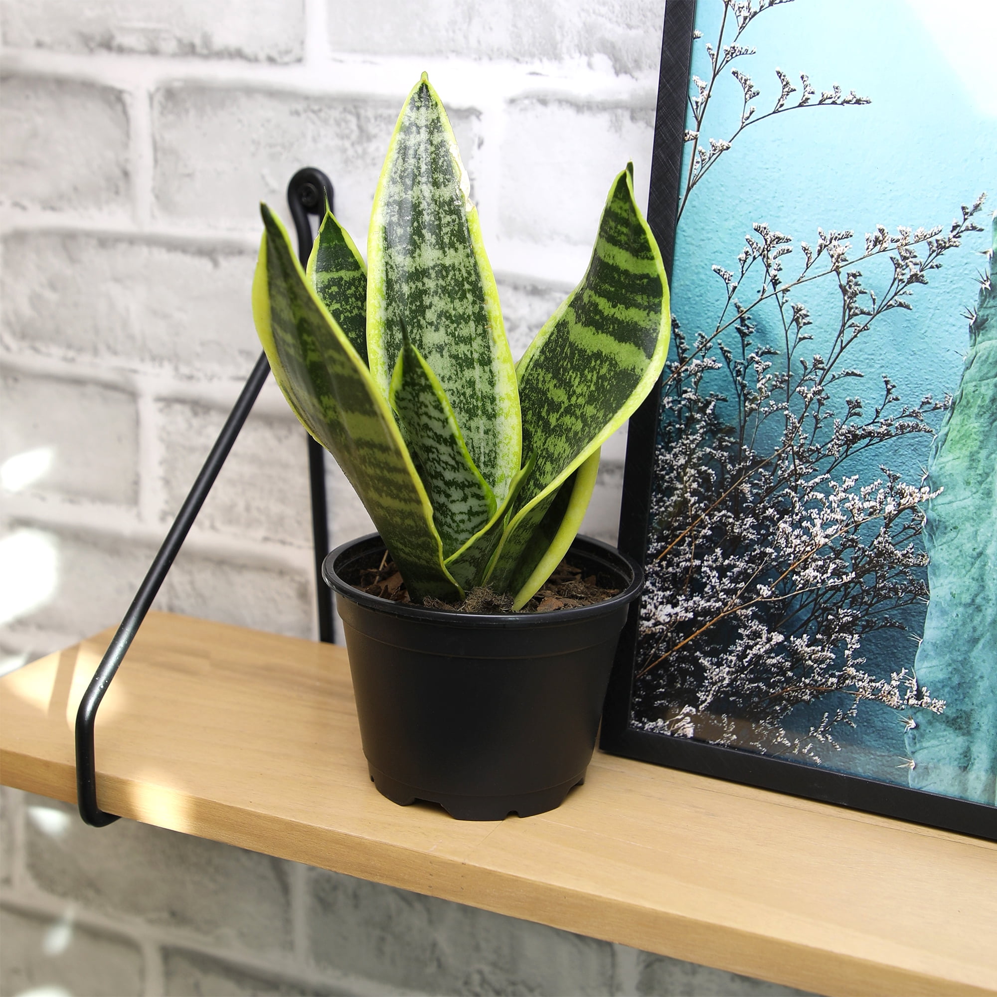 Altman Plants Easy Live Snake Plant, Sansevieria Superba; 4.25 in Grower Pot; Partial Sun