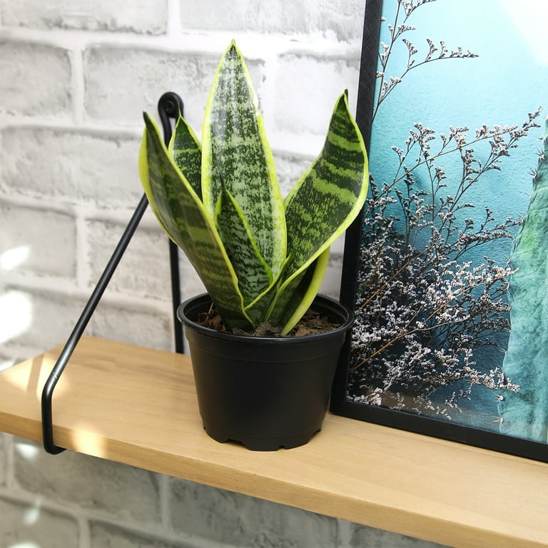 Altman Plants Easy Live Snake Plant, Sansevieria Superba; 4.25 in Grower Pot; Partial Sun
