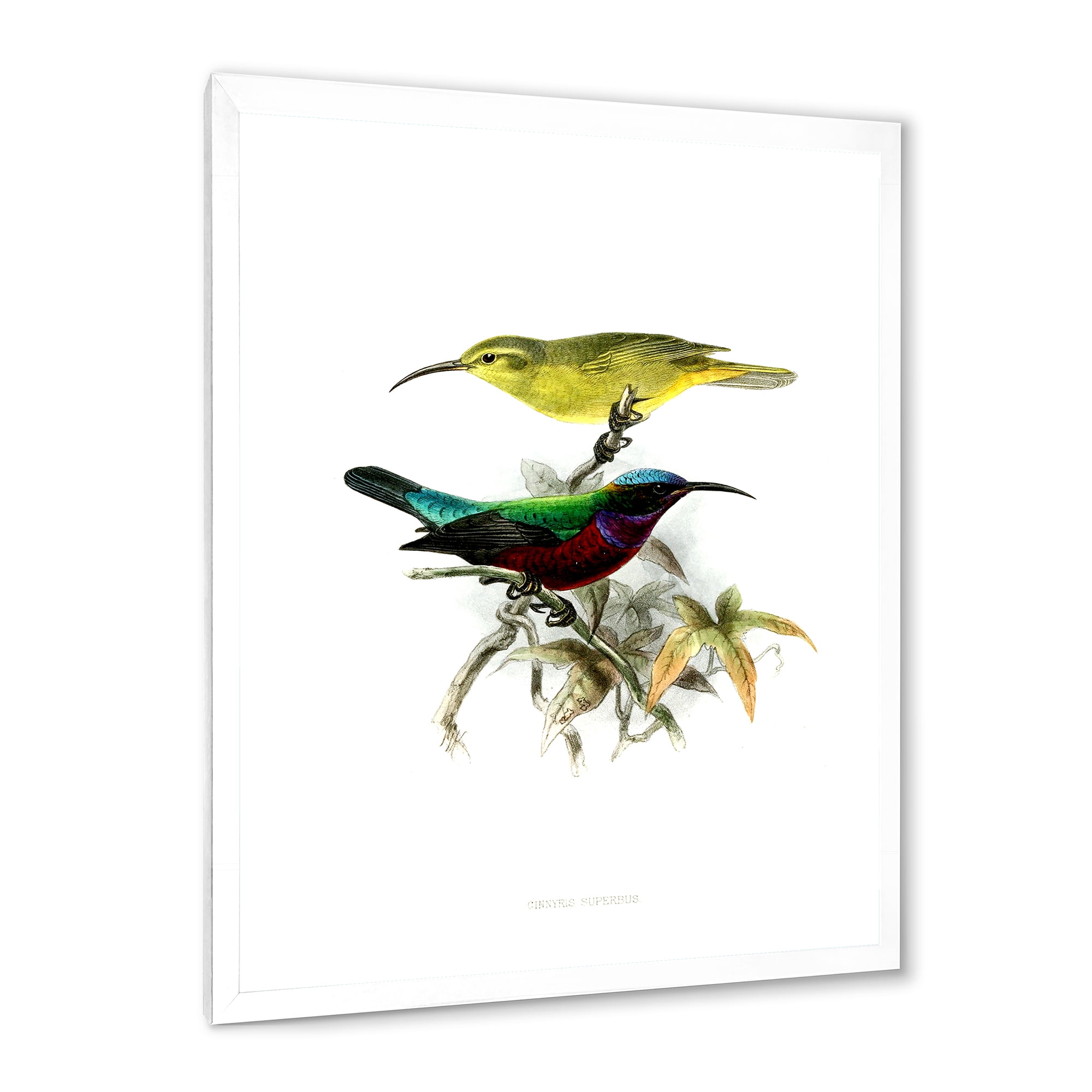 Designart 'Ancient Australian Birds XV' Traditional Framed Art Print