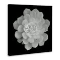 thumbnail image 4 of Pure White Succulent Contrast Canvas Wall Art, design by Phillip Flowers, 4 of 8