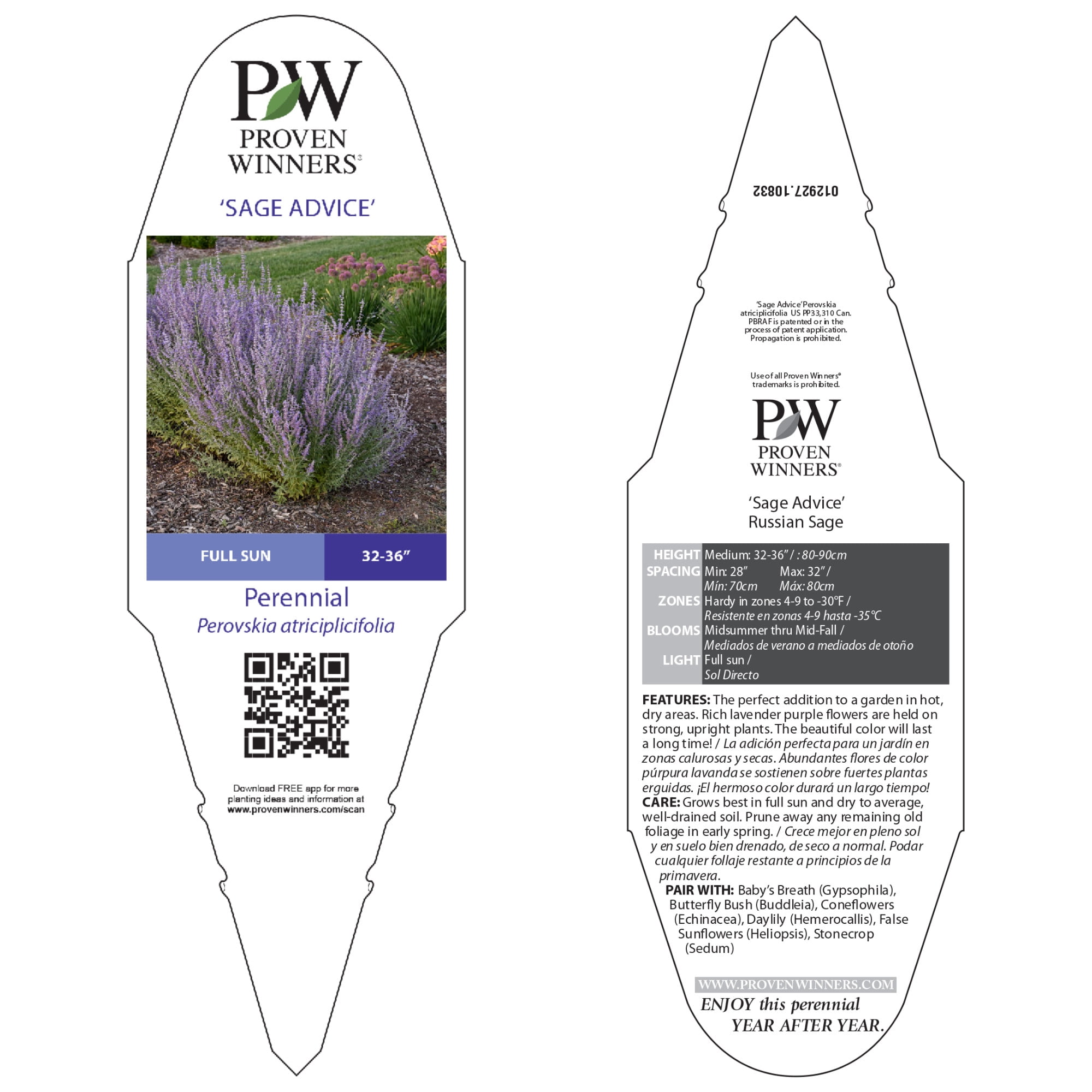 Proven Winners 6" Purple 'Sage Advice' Russian Sage Live Plant in 6.5" Pot