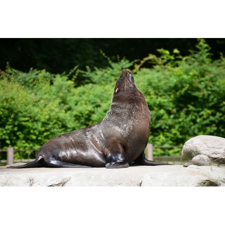 Sea Lion Seal - Canvas Print Sea Lion Seal Pelts Animal Stretched Canvas 10 x 14