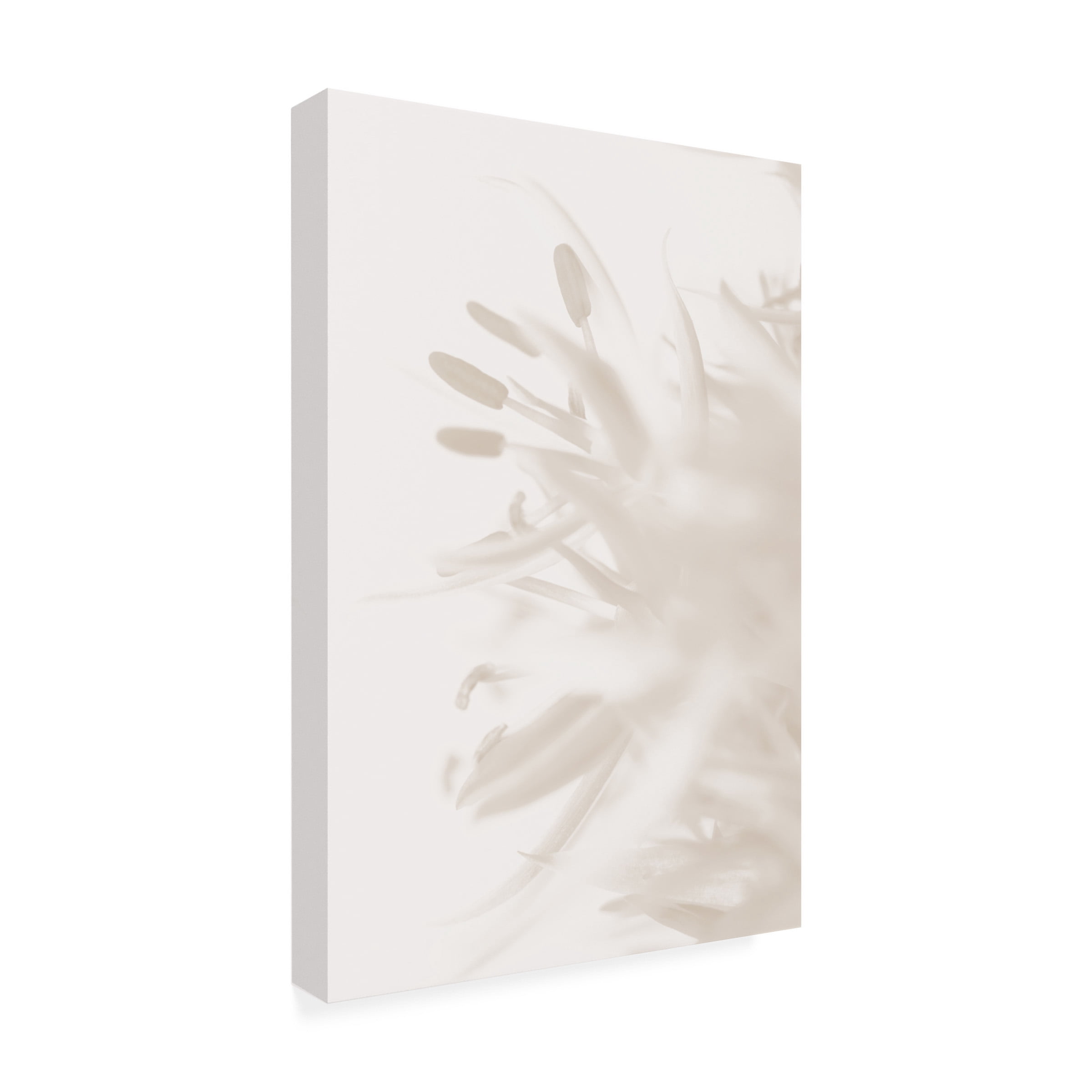 Trademark Fine Art Pictufy Studio Flower Beige 2 Canvas Wall Art