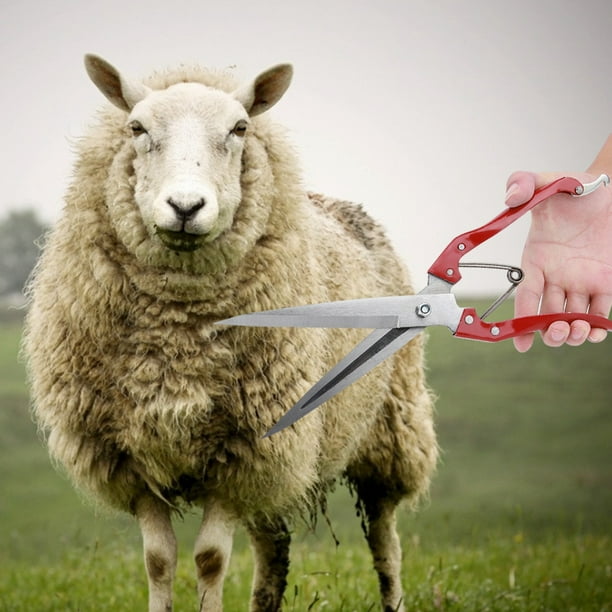 Sheep Clipper, Sheep Shear, Blade Sheep Shear Pets Livestock Areas ...
