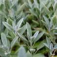 thumbnail image 2 of Salvia Officinalis Sage Drought Tolerant Xeriscaping Herb Plant Seeds - 1 LB, 2 of 5