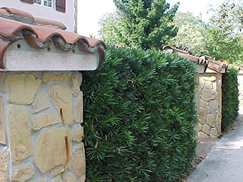 Podocarpus Macrophyllus Japanese Yew - 20 Live Plants - Low Maintenance Evergreen Hedge