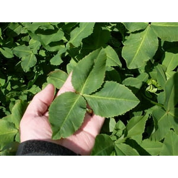 Fixation Balansa Clover Seed - 1 Lb.