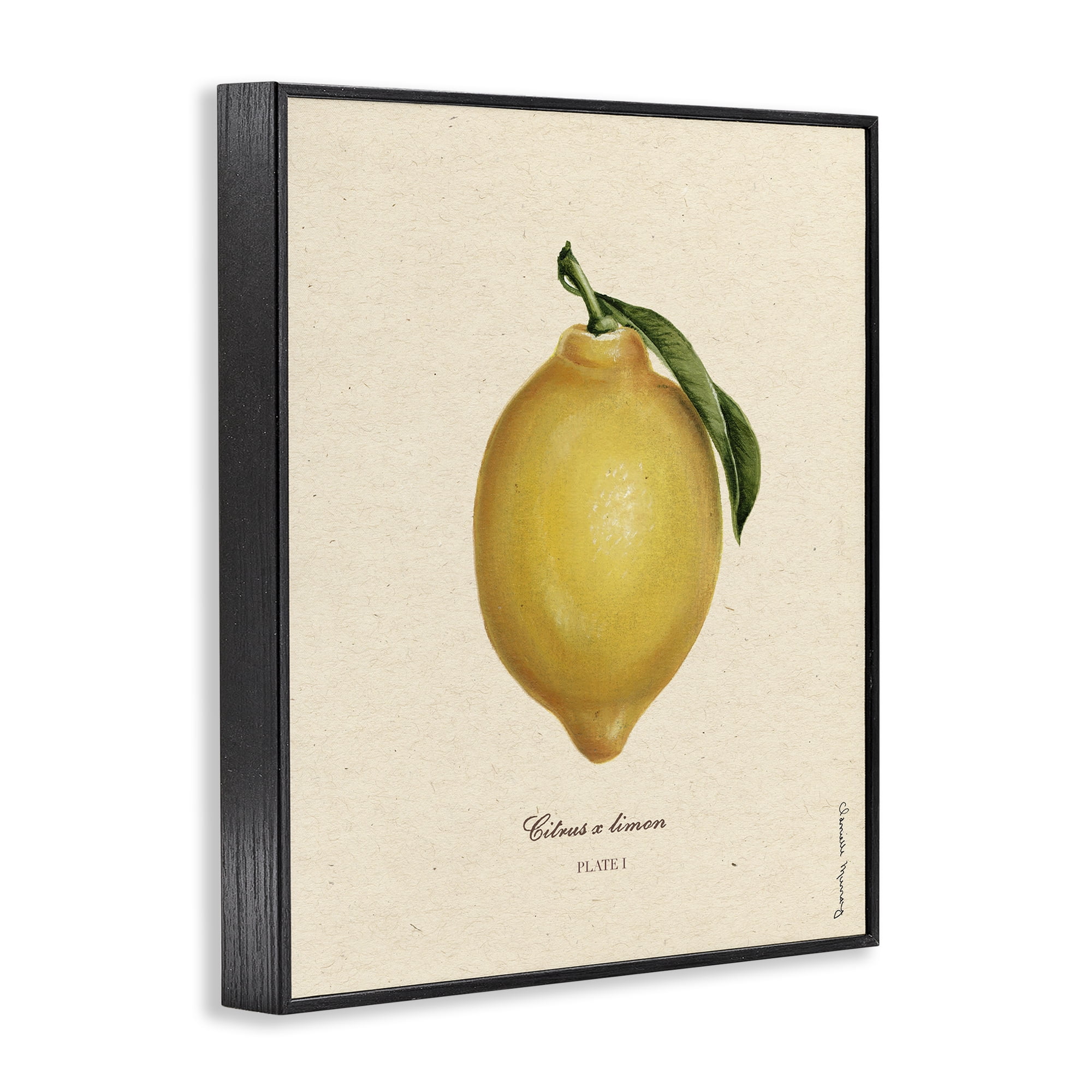 Stupell Industries Lemon Fruit Portrait Black Framed Giclee Art, design by Danielle Murray