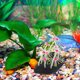 thumbnail image 1 of unbranded De Para Acuario Con De Silicona Y, 1 of 6