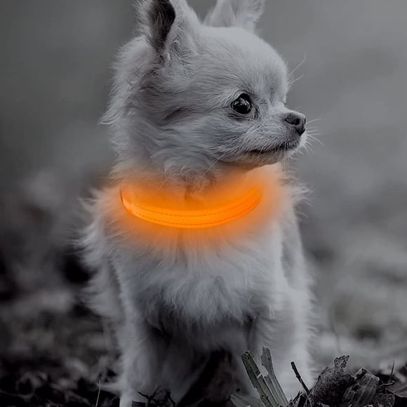Collar LED Dog Glow BSEEN recargable por USB para mascotas pequeñas