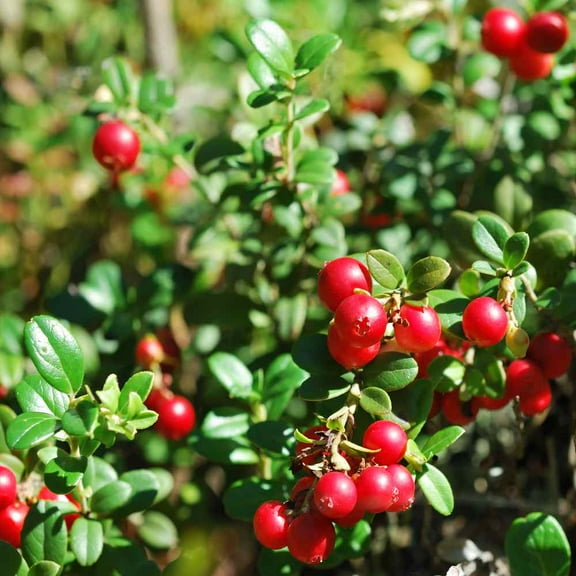 Buy Vaccinium Macrocarpon Cranberry Seeds - 500 Seeds