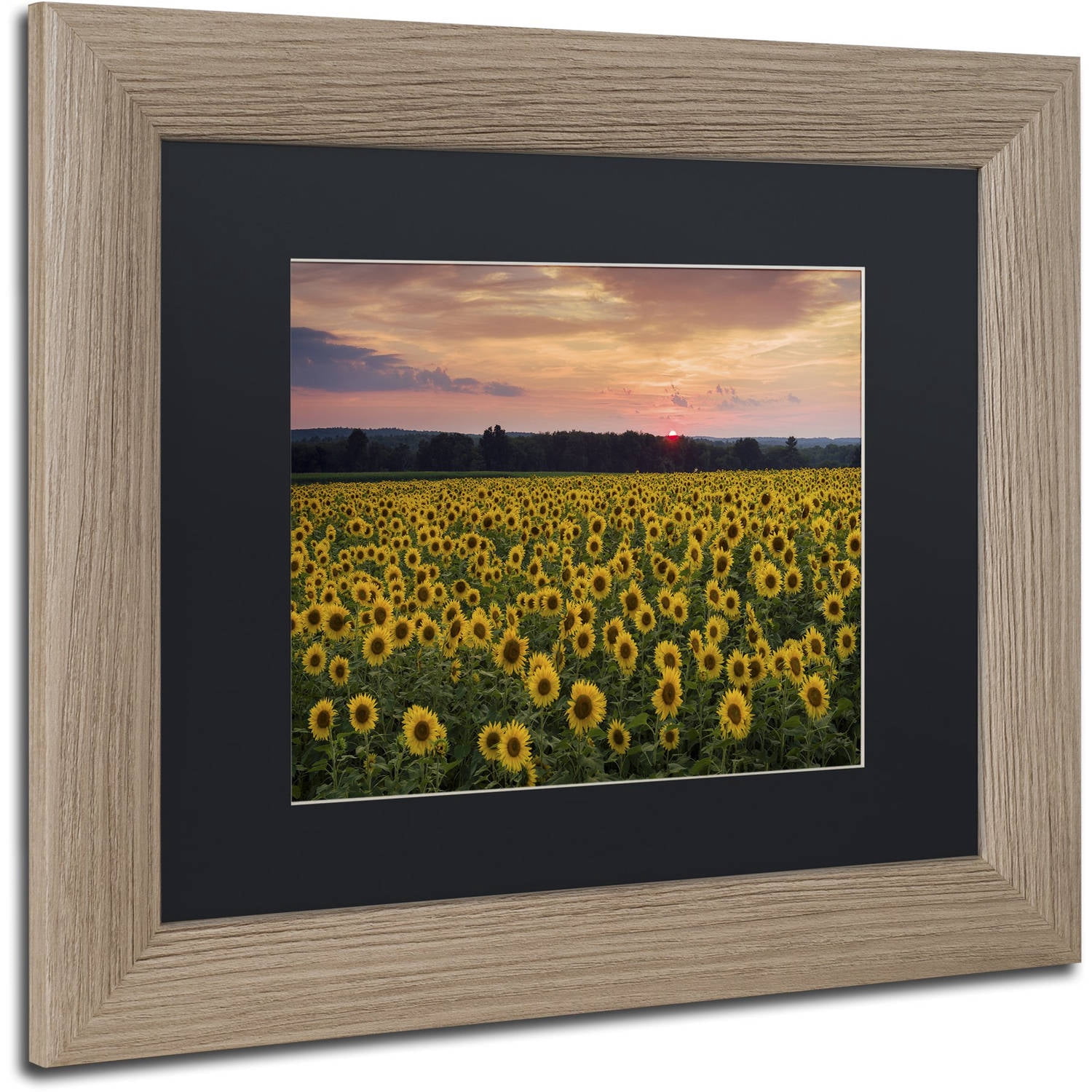 Trademark Fine Art "Sunflower Taps" Canvas Art by Michael Blanchette Photography Black Matte, Birch Frame