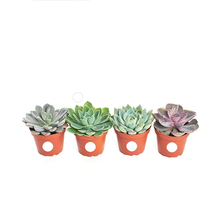 Home Botanicals 4 Inch Rosette Succulent Collection Succulent (Collection of 4)