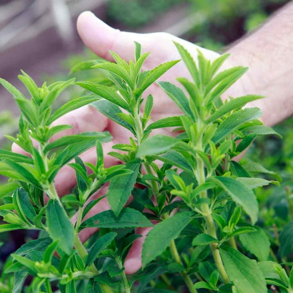 Stevia Seeds - Stevia Rebaudiana Herb Seed - 50 Seeds