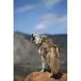 thumbnail image 1 of Posterazzi DPI1865884LARGE Coyote Howling From High Point Poster Print, 24 x 38, 1 of 1