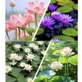 thumbnail image 7 of Jpxdew Lotus Fertilizer for Water Lilies - Special Nutrient Solution to Promote Flowering, Hydroponic Plant Food for Aquatic Plants,, 200g, 7 of 7