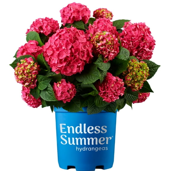 Endless Summer® Summer Crush® Hydrangea - Hydrangea macrophylla 'Bailmacfive’ PP30,359