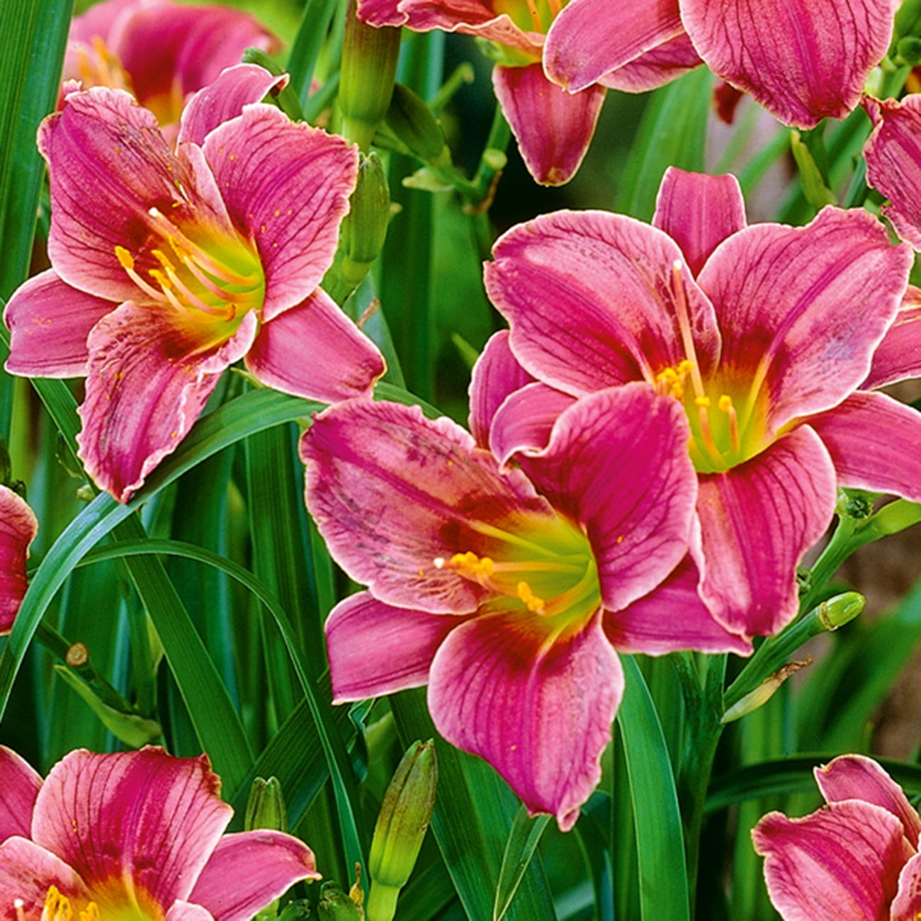 LILY です Van Zyverden Daylily Final Touch (Set of 2 Dormant Bare