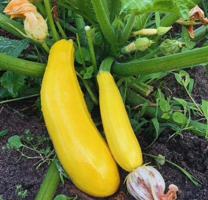 Set 2 Yellow Squash Plants, Yellow Squash Plants in Pot, Live Yellow Zucchini Plants, 2 Squash Plant Bush Zucchini Plants Live for Planting, Yellow Squash Zucchini Seedlings