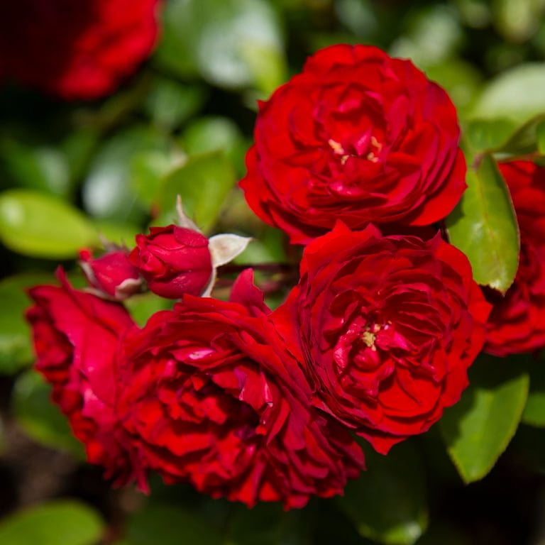 Heirloom Roses - Small Real Delivery Plant - Veranda® Roxanne