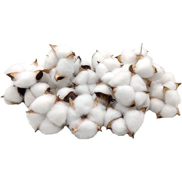 Cotton Bolls 30 Pieces Natural Color Dried Cotton Balls White Cotton Branch Picks Perfect for Wreaths Crafts Home Gift Farmhouse Style Decorations